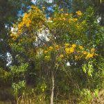 Image result for Monotes glaber