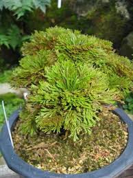 Image result for Selaginella tenerrima