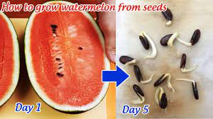 Seed germination temperature is critical for getting your seeds off to a great start. How To Grow Watermelon From Seeds Youtube