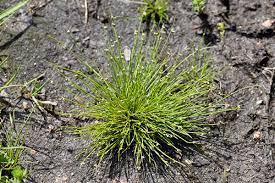 Image result for Isolepis setacea