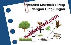 Maybe you would like to learn more about one of these? Kunci Jawaban Ipa Kelas 7 Halaman 44 45 46 Uji Kompetensi Bab 2 Semester 2 Interaksi Makhluk Hidup Dengan Lingkungan Wali Kelas Sd