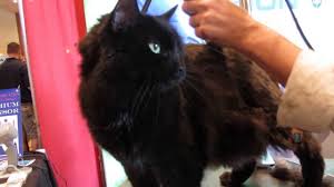 He explained that it developed as a means of protection during fighting. Cat Grooming Barbary Lion Cut Youtube