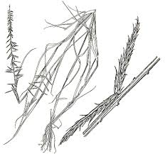 Image result for Dinebra