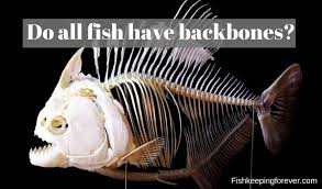 What's more, the fitting of these devices is completely reversible; Do All Fish Have Backbones Learn Facts About Fish Bones