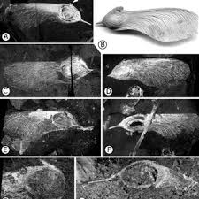 Image result for Securidaca welwitschii