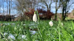 Recent examples on the web such precise evaluation has turned snowdrop fanciers into botanists. St Raphael S Healing Snowdrop Ministry Diocese Of Exeter