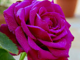 See more of exotic love on facebook. The Rose King Of Flowers Flower Rose Beauty Nature Beauty Exotic Love Romantic Closeup Cute Pikist
