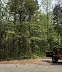 Pollen Falling From Trees Tree Best Funny Pictures Pollen