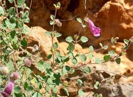 Image result for Ceratotheca sesamoides