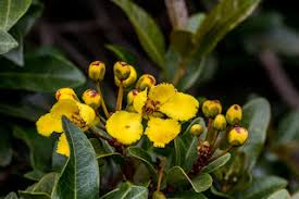 Image result for Juncus lomatophyllus