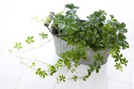 厳選30種 観葉植物の人気種類 名前や特徴 育てやすさは Horti ホルティ By Greensnap