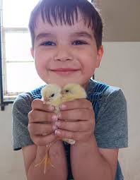 Where to find specific chicken breeds in Western/Central Kentucky?