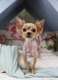 Ittsy Bittsy Cute Cute Animals Yorkshire Terrier Puppies Cute Dogs