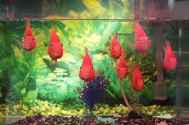 Fish Tank Water Volume Calculator Fresh Water Fish Tank Fish Tank Salt Water Fish