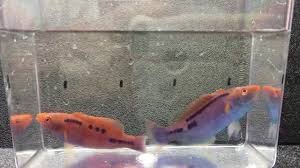 I figured it's one or the other to prevent aggression since they have similar shape, color, and fins. Lubbock S Fairy Wrasse Cirrhilabrus Lubbocki Pair Youtube