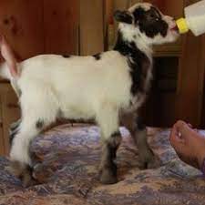 Oh I Want A Nigerian Dwarf Goat Kids Available Httpatlantacraigslistorgatlgrd3096250099html Goats Nigerian Dwarf Goats Dwarf Goats