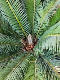 Image result for Zamiaceae