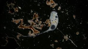 We did not find results for: Microorganism In Pond Water Under Micros Stock Video Pond5