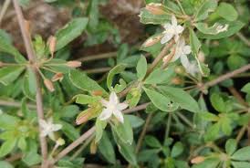 Image result for Glinus