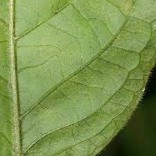 Image result for Psychotria djumaensis