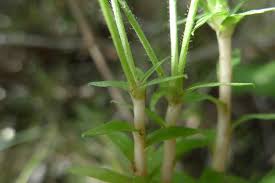 Image result for Syngonanthus welwitschii