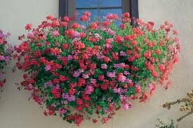 Separate the offsets from the parent plant with a sharp, clean knife at the base. Geranium Varieties Care Names Photo