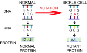 These alterations can be caused by random deletion is one last type of frameshift mutation and occurs when a nitrogen base is taken out of the sequence. Sb2 How Genetic Information Is Expressed In Cells Father Son Innovations