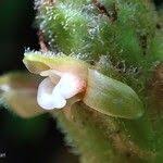 Image result for Platylepis glandulosa