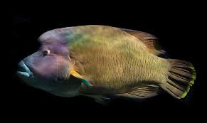 Quick facts about this giant endangered reef fish! Napoleon Fish Wrasse Fish Sea Tropical Blue Cheilinus Ocean Coral Reef Underwater Pikist