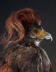 Cartoon Bird With Hair On Head Pin On Great Photography