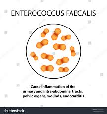 Image result for Group D Streptococcus