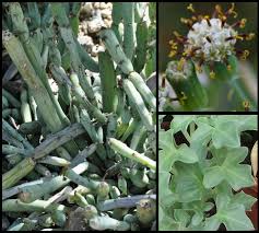 Image result for Senecio polyanthemoides