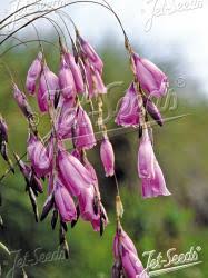 Image result for Dierama densiflorum