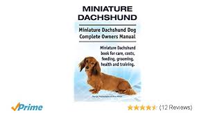 Miniature Dachshund Miniature Dachshund Dog Complete Owners