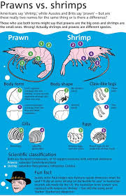 Pin By Anu Simmer To Slimmer On Infographics Prawn Prawn Shrimp Shrimp