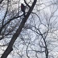 Mccullough's tree service provides central ohio with professional commercial and residential tree for over 30 years, mccullough's tree service, inc. Noel S Tree Service 24 Photos Tree Services 2859 Oak Knoll Dr Falls Church Va Phone Number
