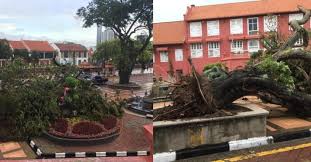 Join facebook to connect with pokok tumbang and others you may know. Pokok Ikonik Bandar Sejarah Di Melaka Tumbang Menyembah Bumi Selepas 100 Tahun
