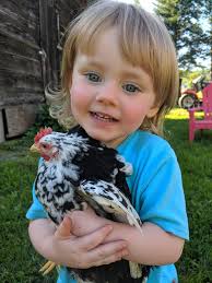 HOW TO TELL A ROOSTER FROM A HEN Here's a simple way to spot the difference  between a rooster and a hen: