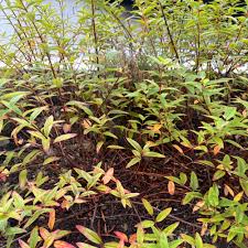 Image result for Hypericum peplidifolium