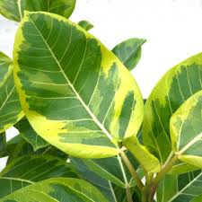 Image result for Ficus stuhlmannii