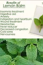 Lemon Balm Is Used In Traditional Medicine As Both A Sleep Aid And Digestive Tonic It Can Be Cons In 2020 Lemon Balm Benefits Herbs For Health Lemon Balm Tea Benefits