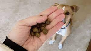How to train a puppy not to bite. How To Stop A Dog From Nipping When Excited