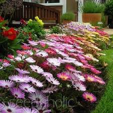 200 Ground Cover Rockcress Flower Seeds Aubrieta Deltoidia Etsy In 2021 Flowering Ground Cover Ground Cover Plants Ground Cover