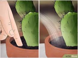 A soft, mushy cactus can also be saved by taking cuttings and letting them root for a fresh new plant. How To Save A Dying Cactus 15 Steps With Pictures Wikihow