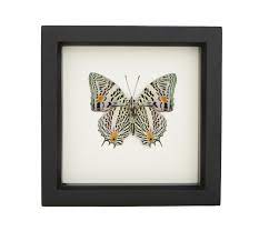 Maybe you would like to learn more about one of these? Butterfly Display Case Baeotus Species Bug Under Glass