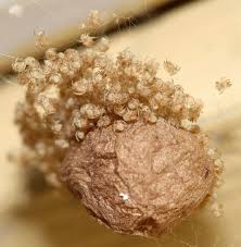 Common House Spider Egg Sac Widow Spider Spider Eggs Common House Spiders