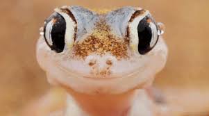 Maybe you would like to learn more about one of these? Lizards Gif