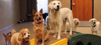 Freeport veterinary hospital has been taking care of local pets in freeport since 1983. Dog Day Care In Thousand Oaks Ca Conejo Valley Veterinary Hospital