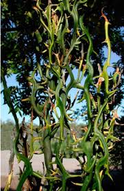 The second most popular citrus fruit, the lime, also has thorns. Trifoliate Orange Hardy Orange