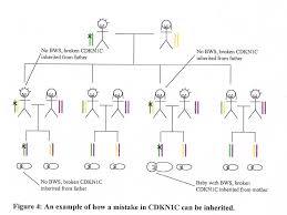 bws genetics afp and scans my bws baby